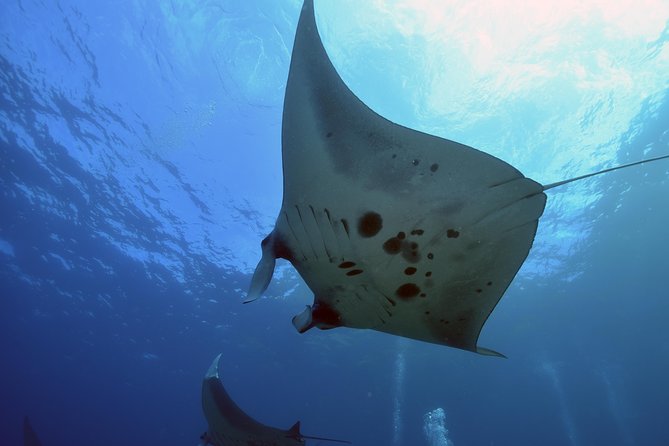 Nusa Penida Day Trip for 3 dives - Why Nusa Penida is Bali’s big-animal day out