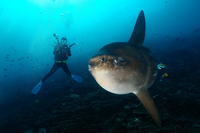 Nusa Penida Day Trip for 3 dives - The speedboat ride to the island