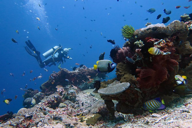 Nusa Penida Day Trip for 3 dives - Three underwater sessions, three different moods