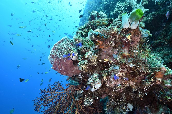 Nusa Penida Day Trip for 3 dives - Why the current requirement matters