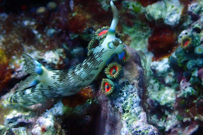 Nusa Penida Day Trip for 3 dives - Nitrox can make the package more useful