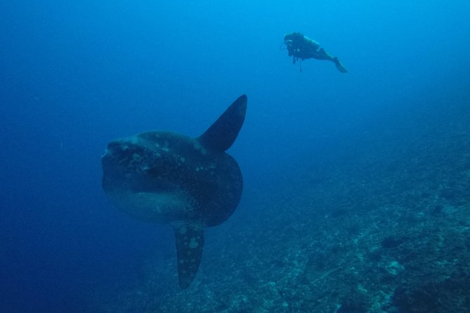 Nusa Penida Day Trip for 3 dives - Lunch, drinks, and the long surface intervals