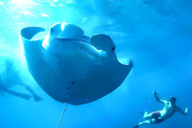 Nusa Penida Island Beach Tour With Snorkeling - Departure From Bali Island - Manta Bay brings the biggest possibility