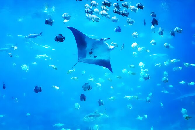 Nusa Penida Island Beach Tour With Snorkeling - Departure From Bali Island - Gamat Bay starts the snorkeling