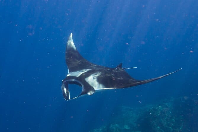 Nusa Penida : Snorkeling Trip Manta Point, Gamat Bay and Wall Bay - How much value do you get for $27.49?