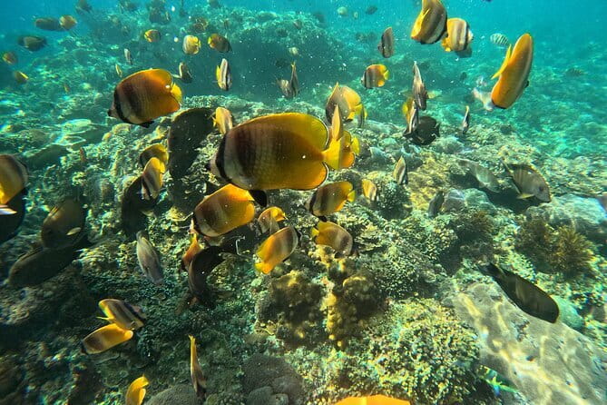 Nusa Penida : Snorkeling Trip Manta Point, Gamat Bay and Wall Bay - What to bring and what to plan