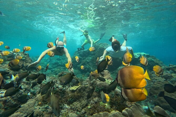 Nusa Penida : Snorkeling Trip Manta Point, Gamat Bay and Wall Bay - Gamat Bay brings coral and fish into the picture