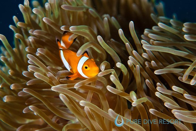 Nusa Penida Three Dives Trip for Certified Divers - What the first two sessions are likely to feel like