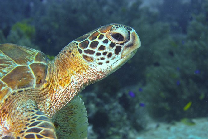 Nusa Penida Three Dives Trip for Certified Divers - Who should book this experience