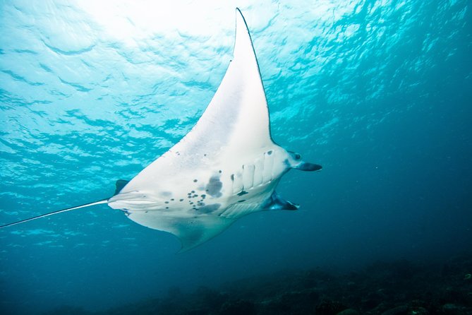 Nusa Penida Three Dives Trip for Certified Divers - Manta Point, East Penida, and the question of marine life
