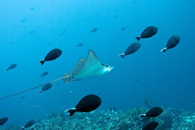 Nusa Penida Try Scuba Diving Program - for Non-Certified Divers - Your first underwater session in Nusa Penida