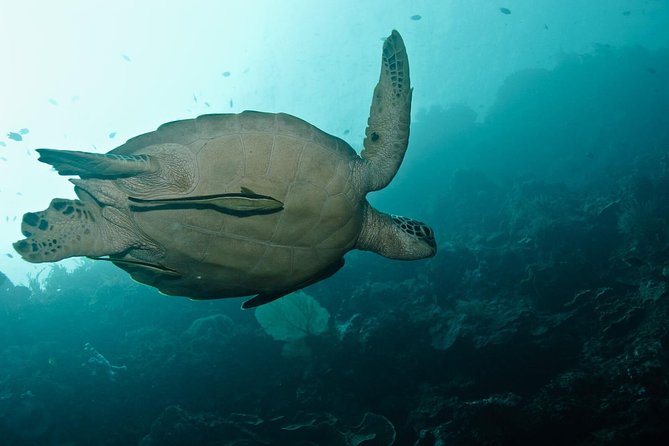 Nusa Penida Try Scuba Diving Program - for Non-Certified Divers - The pool test sets a clear standard