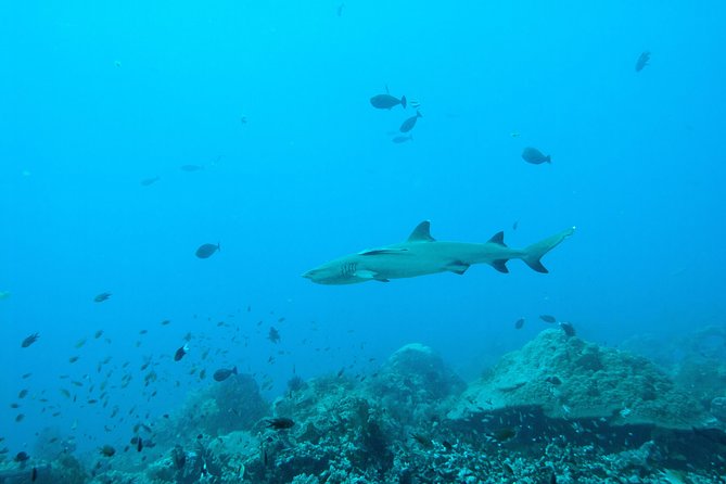 Nusa Penida Two Dives Trip for Certified Divers - Equipment, certification, and the computer you must bring