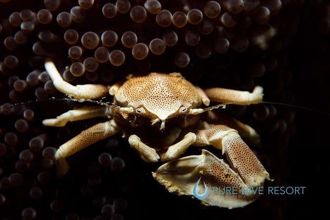 Nusa Penida Two Dives Trip for Certified Divers - What the $132 price really covers
