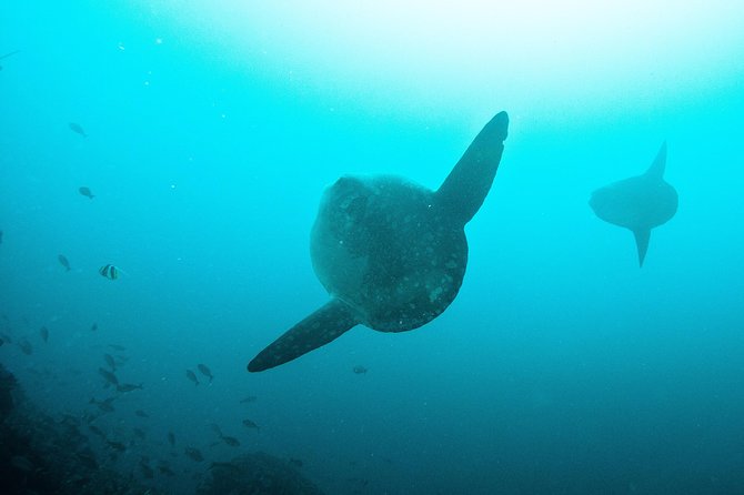 Nusa Penida Two Dives Trip for Certified Divers - A boat built to reach the sites faster
