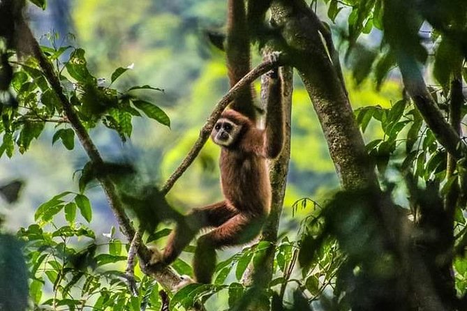 ONE DAY JUNGLE TREKKING 6-7 hours (see orang utan) + RAFTING in BUKIT LAWANG - Key points to know before booking