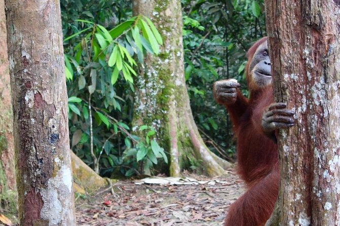 ONE DAY JUNGLE TREKKING 6-7 hours (see orang utan) + RAFTING in BUKIT LAWANG - Fitness, weather, and what to pack