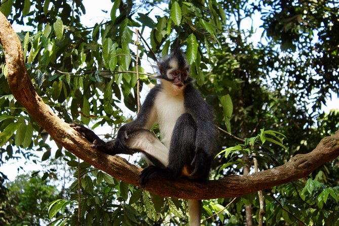 ONE DAY JUNGLE TREKKING 6-7 hours (see orang utan) + RAFTING in BUKIT LAWANG - Who will enjoy this day most?