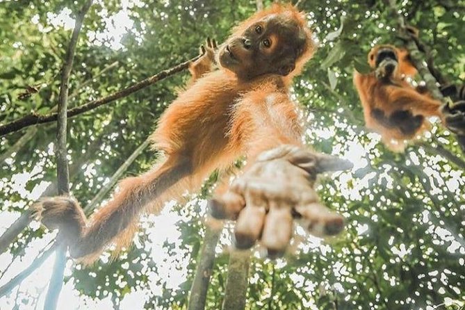 ONE DAY JUNGLE TREKKING 6-7 hours (see orang utan) + RAFTING in BUKIT LAWANG - Five to six hours inside Gunung Leuser National Park