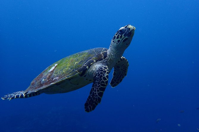 Open Water Course in Nusa Lembongan - Get Certified on remote island (next Bali) - What the ocean sessions are like for a beginner