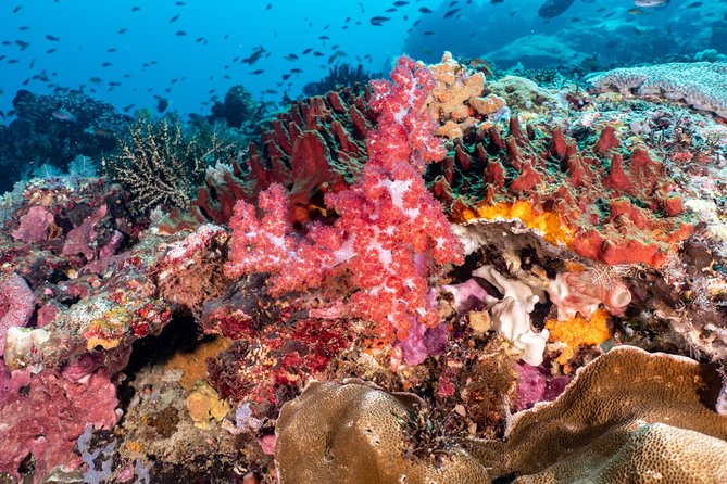 Open Water Course in Pemuteran - Get Certified in Bali - What the $379.18 price includes