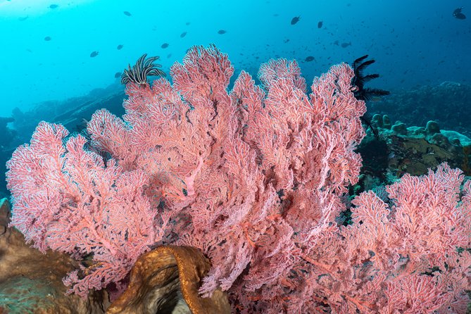Open Water Course in Pemuteran - Get Certified in Bali - Who will get the most from this course