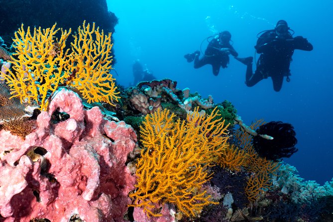 Open Water Course in Pemuteran - Get Certified in Bali - Practical details that affect your trip