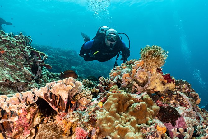 Open Water Course in Pemuteran - Get Certified in Bali - Menjangan Island: the scenic final stage