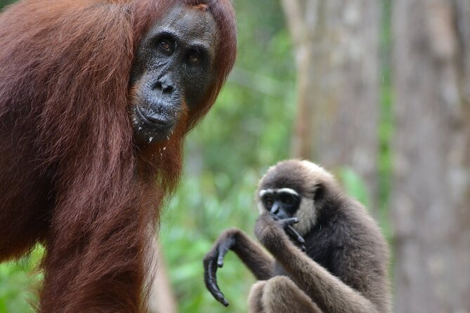 Orangutan Houseboat Kelotok Tanjung Puting 3 Days Share Cost - Key things to know before booking