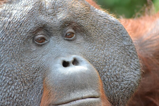 Orangutan Houseboat Kelotok Tanjung Puting 3 Days Share Cost - Why a kelotok is the right way to see Tanjung Puting