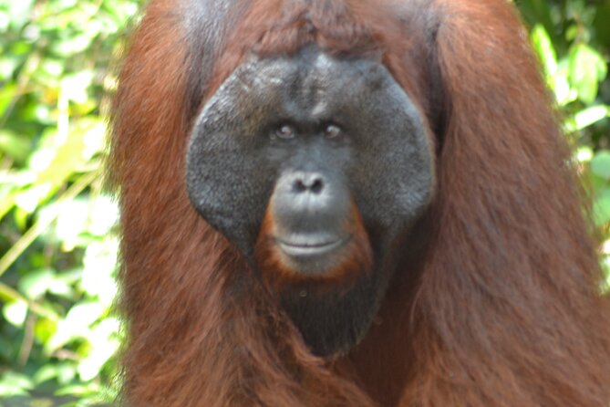 Orangutan Houseboat Kelotok Tanjung Puting 3 Days Share Cost - Day 2: Early birds at Pondok Tanggui