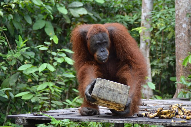 Orangutan Houseboat Kelotok Tanjung Puting 3 Days Share Cost - Camp Leakey and the story behind the park