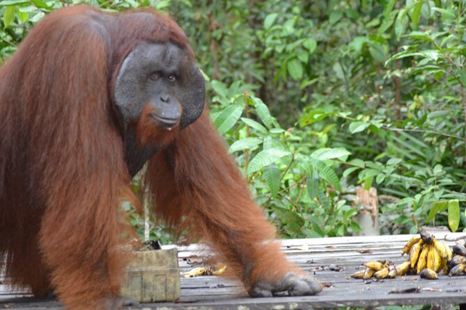 Orangutan Houseboat Kelotok Tanjung Puting 3 Days Share Cost - Day 1: From Pangkalan Bun to Tanjung Harapan