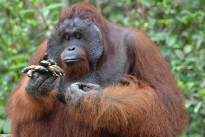 Orangutan Safari Kelotok Houseboat 3 Days 2 Nights Private - Key points to know before booking
