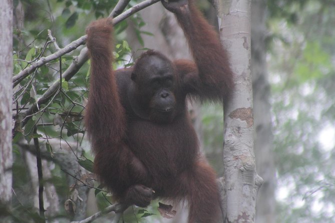 Orangutan Safari Kelotok Houseboat 3 Days 2 Nights Private - Is $390 per person good value?
