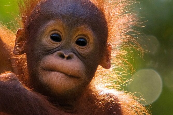 Orangutan Tour Tanjung Puting 2Nights - Wildlife watching beyond the orangutans