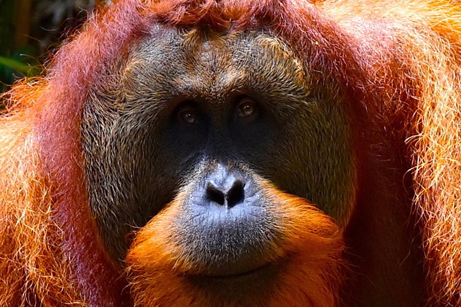 ORANGUTAN TREK (2D/1N) by EcoTravel Bukit Lawang - What the guides add to the walk