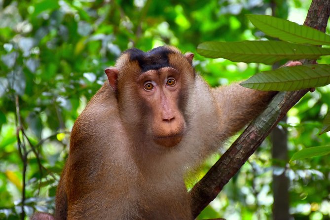 ORANGUTAN TREK (2D/1N) by EcoTravel Bukit Lawang - Returning by tube raft on the Bohorok River