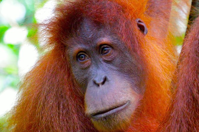 ORANGUTAN TREK (2D/1N) by EcoTravel Bukit Lawang - Day one: leaving the village for the rainforest