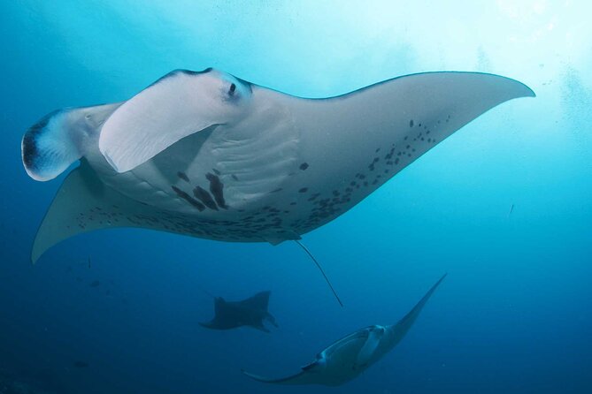 PADI Open water Course in Lembongan - Get certified & dive anywhere in the world - Health, fitness, and preparation