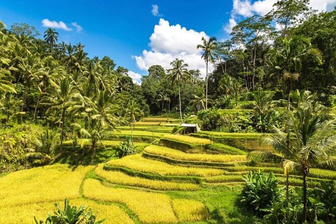 Private Bali Tour - All Inclusive - Tirta Empul: a more meaningful cultural stop