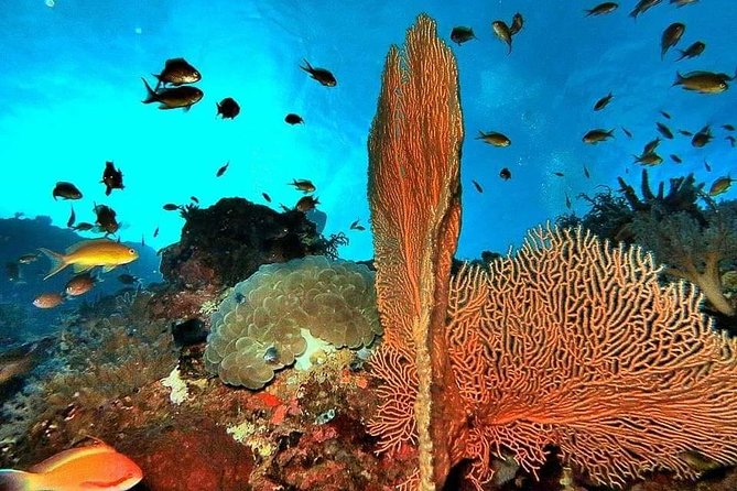 Private boat trip Komodo 2 or more person for 3 days 2 nights, Kelor, Rinca... - Should you book this Komodo boat trip?