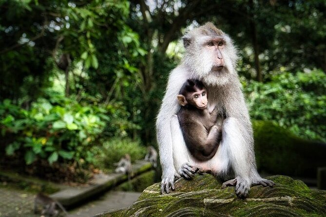 Private Day Tour In Ubud With Jungle Swing All Inclusive - Tegenungan Waterfall and Two Hours by the Water