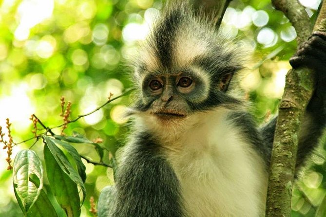 Private Full-Day Bukit Lawang Trekking Tour From Medan - Searching for orangutans in the forest