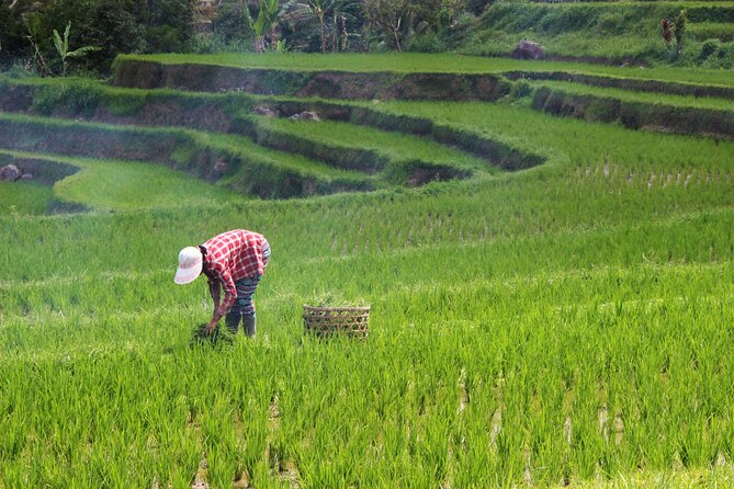Private Full-Day Handara, Ulun Danu, Jatiluwih and Tanah Lot Tour - Jatiluwih Rice Terrace is the broadest scenic stop