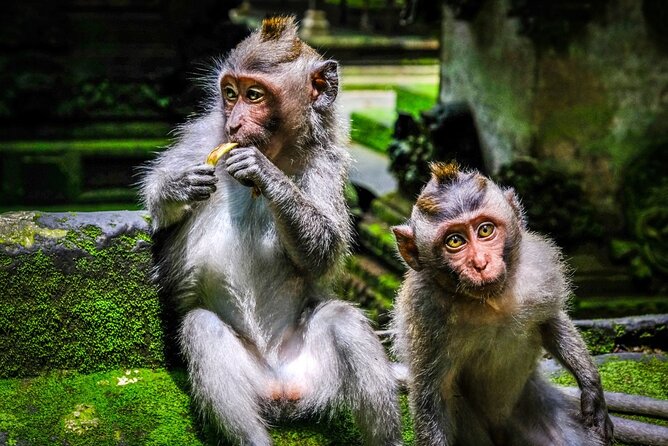 Private Full Day Tour In Ubud Bali - Tegenungan Waterfall for a change of pace
