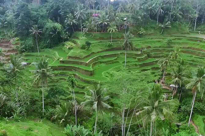 Private Full-Day Tour: Waterfall, Temple, Volcano, Rice Terrace & Monkey Forest - Tegenungan Waterfall starts the day with stairs and spray