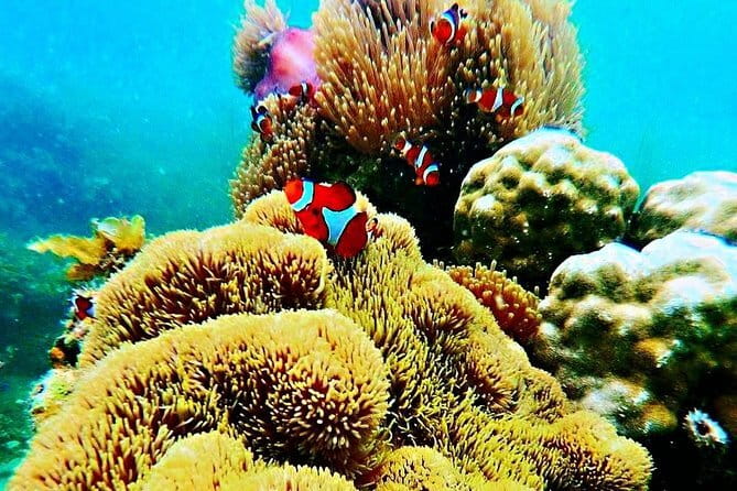 Private One Day Bintan Island Tour - Tanjung Pinang for snacks and shopping