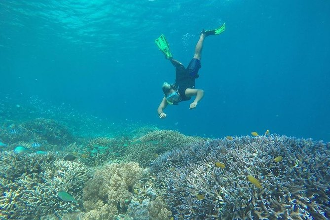 Private Snorkeling Gili Island (Coral, Statue and Turtle) - Coral Point brings the color