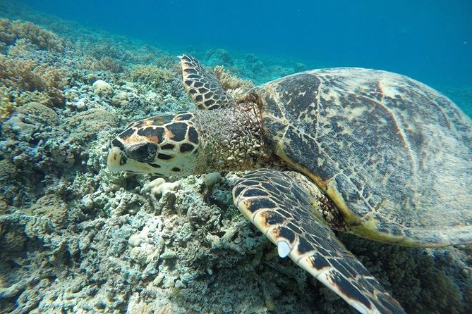 Private Snorkeling Gili Island (Coral, Statue and Turtle) - Turtle Point is the emotional high point